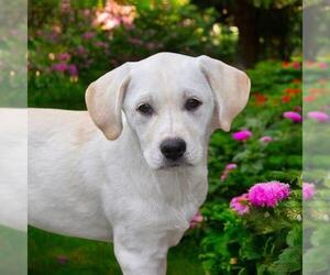 Labrador Retriever-Unknown Mix Dogs for adoption in San Diego, CA, USA