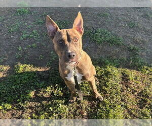 Miniature Bull Terrier-Unknown Mix Dogs for adoption in Ocala, FL, USA