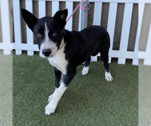 American Pit Bull Terrier-Unknown Mix Dogs for adoption in Modesto, CA, USA
