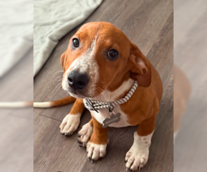 Dachshund-Unknown Mix Dogs for adoption in Decatur, GA, USA