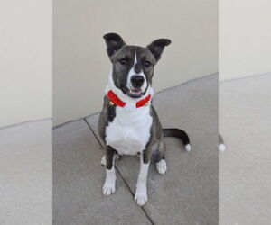 Medium Photo #1 Mutt Puppy For Sale in McKinney, TX, USA