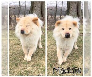 Chow Chow Dogs for adoption in Tremont, IL, USA