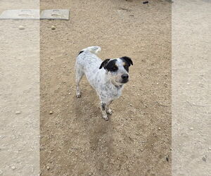 Mutt Dogs for adoption in Maquoketa, IA, USA