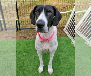 Great Dane Dogs for adoption in Blairstown, NJ, USA