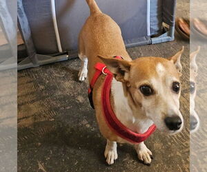 Chiweenie Dogs for adoption in Chico, CA, USA