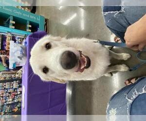 Great Pyrenees-Unknown Mix Dogs for adoption in Venus, TX, USA