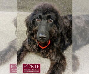 Labrador Retriever Dogs for adoption in Marina del Rey, CA, USA