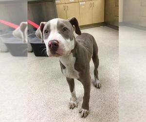 American Pit Bull Terrier Dogs for adoption in Riverside, CA, USA