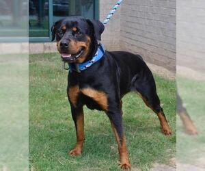 Rottweiler Dogs for adoption in Little Rock, AR, USA