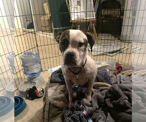 American Pit Bull Terrier-Unknown Mix Dogs for adoption in Millersville, MD, USA