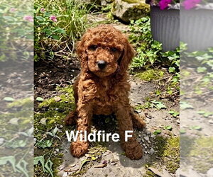 Poodle (Miniature)-Unknown Mix Dogs for adoption in Studio City, CA, USA