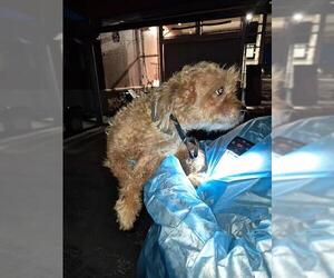 Poodle (Miniature)-Unknown Mix Dogs for adoption in San Antonio, TX, USA
