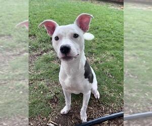 Mutt Dogs for adoption in Plano, TX, USA