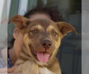 Siberian Husky-Unknown Mix Dogs for adoption in Pleasanton, CA, USA