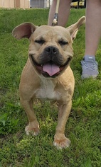French Bulldog-Unknown Mix Dogs for adoption in Perth Amboy, NJ, USA