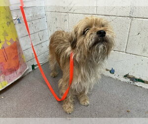 Mutt Dogs for adoption in San Bernardino, CA, USA