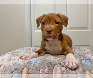 Mutt Dogs for adoption in Derwood, MD, USA