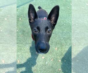 Mutt Dogs for adoption in Tempe , AZ, USA