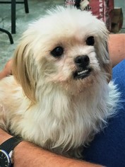 Shih Tzu Dogs for adoption in Arlington, WA, USA