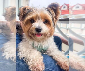 Mutt Dogs for adoption in San Diego, CA, USA