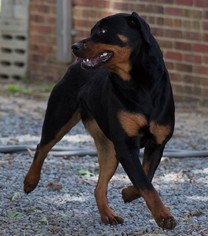 Rottweiler Dogs for adoption in Oxford, NC, USA