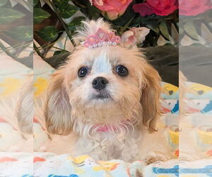 Cavalier King Charles Spaniel Dogs for adoption in Bon Carbo, CO, USA