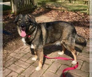 Norwegian Elkhound Dogs for adoption in Westminster, MD, USA
