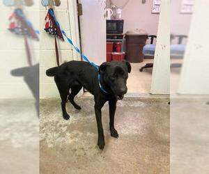 Labrador Retriever Dogs for adoption in San Andreas, CA, USA