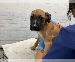 Boxer Dogs for adoption in San Bernardino, CA, USA