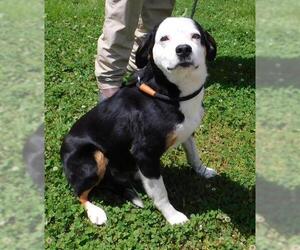 Borador Dogs for adoption in Temple, GA, USA