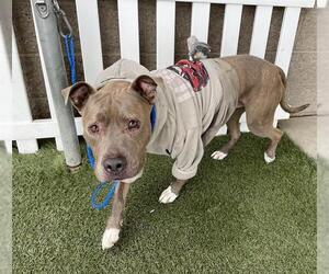 Mutt Dogs for adoption in Modesto, CA, USA