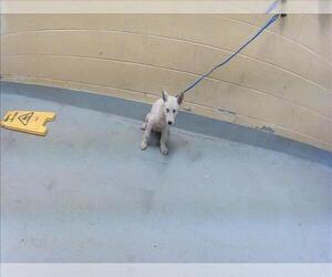 Siberian Husky-Unknown Mix Dogs for adoption in Tulsa, OK, USA
