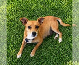 Chihuahua-Unknown Mix Dogs for adoption in San Diego, CA, USA
