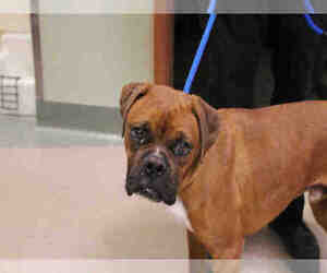 Boxer Dogs for adoption in Upland, CA, USA