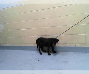 Rottweiler-Unknown Mix Dogs for adoption in Tulsa, OK, USA