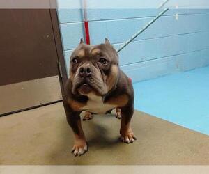 American Pit Bull Terrier-Unknown Mix Dogs for adoption in Moreno Valley, CA, USA