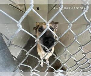Mutt Dogs for adoption in Ocala, FL, USA