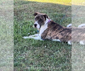 Great Dane-Mountain Cur Mix Dogs for adoption in Foristell, MO, USA