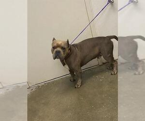 Staffordshire Bull Terrier Dogs for adoption in Rosenberg, TX, USA