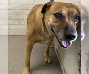 Labrador Retriever-Unknown Mix Dogs for adoption in San Bernardino, CA, USA
