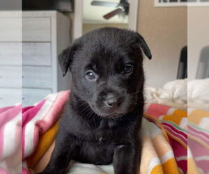 Labrador Retriever-Unknown Mix Dogs for adoption in Grafton, WI, USA