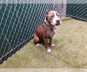 Mutt Dogs for adoption in Downey, CA, USA