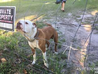 American Bulldog Dogs for adoption in Ocala, FL, USA