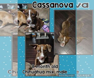 Chihuahua-Unknown Mix Dogs for adoption in Jacksonville, NC, USA
