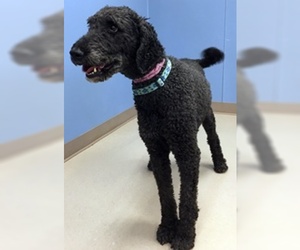 Poodle (Standard) Dogs for adoption in Grand Junction, CO, USA