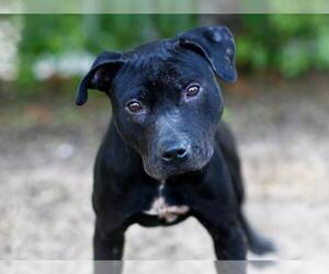 Labrador Retriever-Unknown Mix Dogs for adoption in Tavares, FL, USA