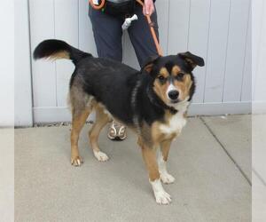 German Shepherd Dog-Unknown Mix Dogs for adoption in Louisville, KY, USA