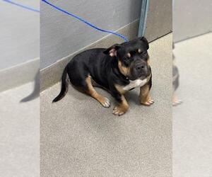 Bulldog-Unknown Mix Dogs for adoption in Las Vegas, NV, USA