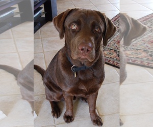 Labrador Retriever Dogs for adoption in Bonita Springs, FL, USA