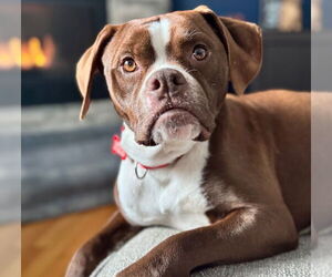 Boxer-Unknown Mix Dogs for adoption in Canton, CT, USA